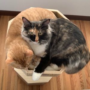 Meet your Posher, Allison